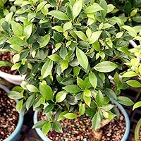 Vista 4 de Brussel's Bonsai - Árbol bonsái para interiores, M