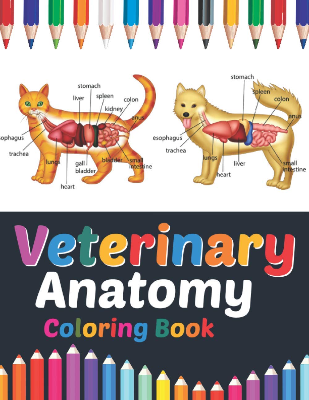 Printable Veterinary Anatomy Coloring Pages