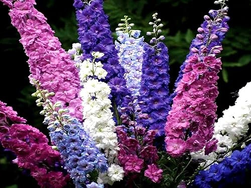 Miniatura 6 de Larkspur Giant Imperial Seed Mix Delphinium Consolida 100 semillas para plantar