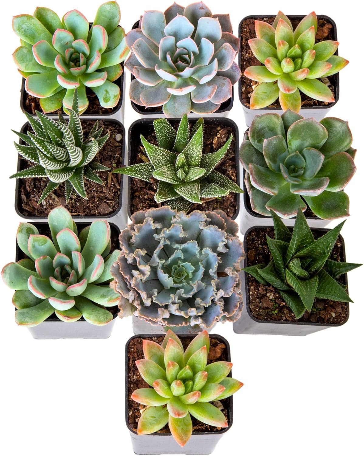 Amazon.com : Costa Farms Succulents (10 Pack), Live 2.5 Inch Succulent  Plants, Grower's Choice Houseplants, Potted in Nursery Plant Pots, Potting  Soil, Gift for Bulk Baby Shower, Bridal Shower, DIY Room Dcor :
