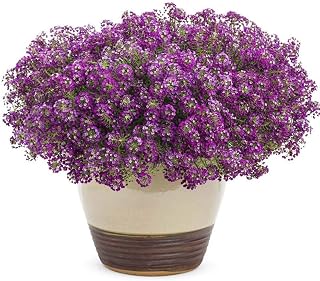 Alyssum Seeds 50+ Lobularia Maritima Organic Oriental Nights Flower Purple Wild Flower Hanging Basket Decor Seeds for Planting Garden Yard Bonsai