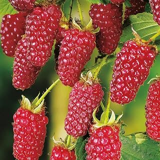 Vancouver Island Tayberry Plant -20 Seeds- Raspberry / BlackBerry Cross Breed