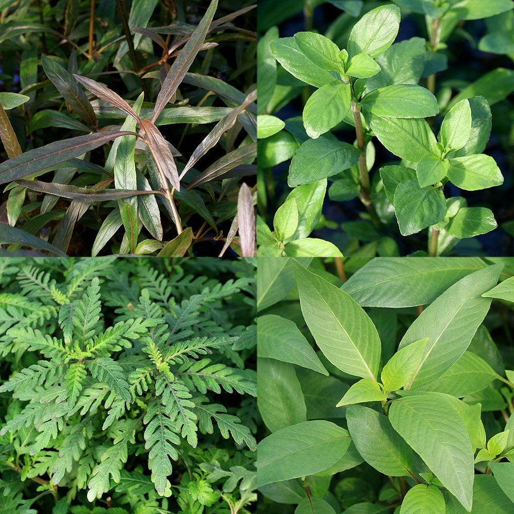 Amazon 水草 ハイグロミックス ４種 水上葉 無農薬 計２０本 北海道航空便要保温 Charm チャーム 生体水草 通販