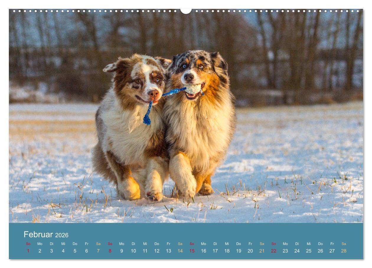 Mit Aussies unterwegs - Die bunte Welt der Australian Shepherds (Wandkalender 2026 DIN A2 quer), CALVENDO Monatskalender: Ein Kalender der bunten ... in Action und im Portrait (CALVENDO Tiere)