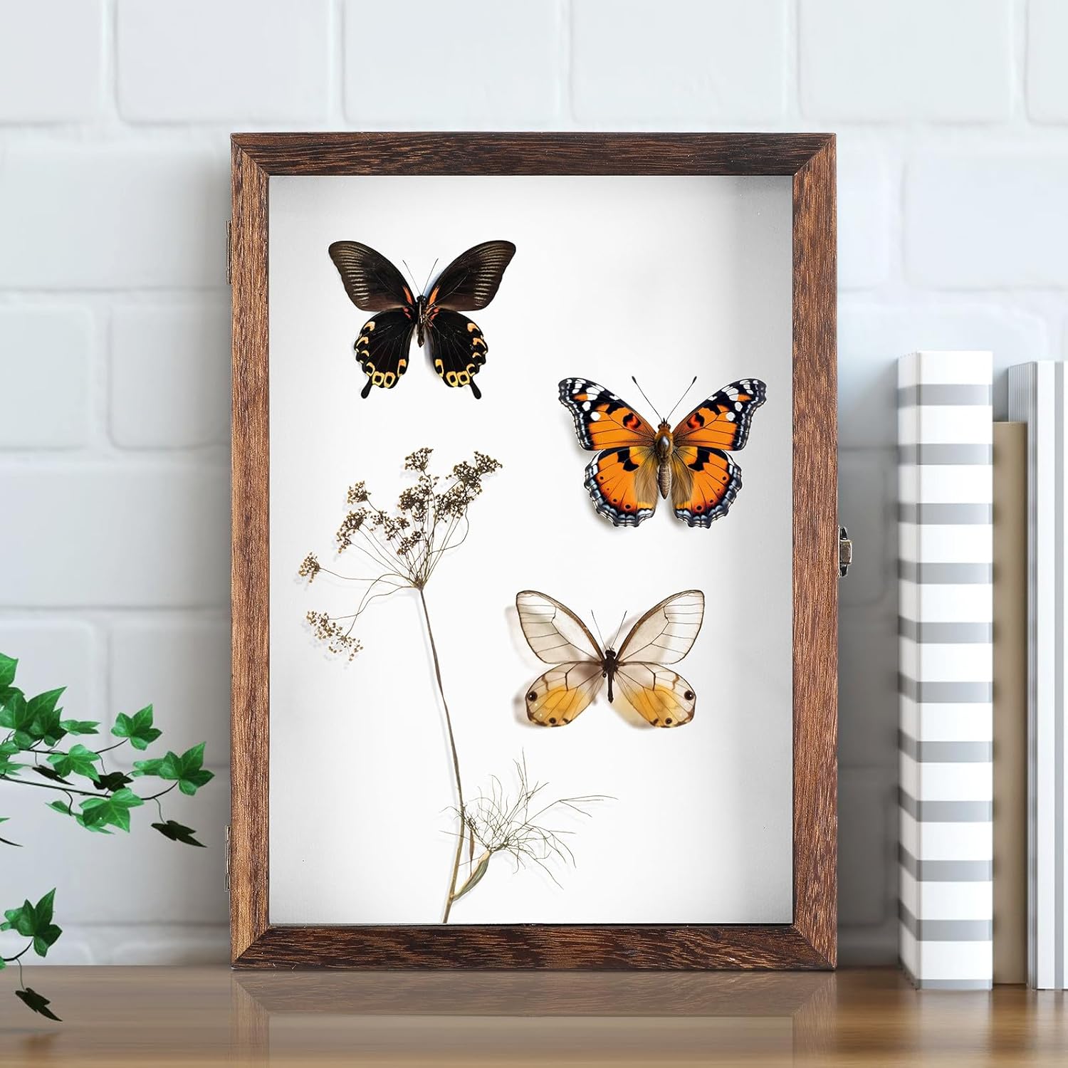 Uonlytech Specimen Display Case Shadow Box Frame Wood Specimen Showcase with Acrylic Cover Dustproof Storage Box for Butterfly Collection 36.5X26X5.5Cm Vintage Style Random Style