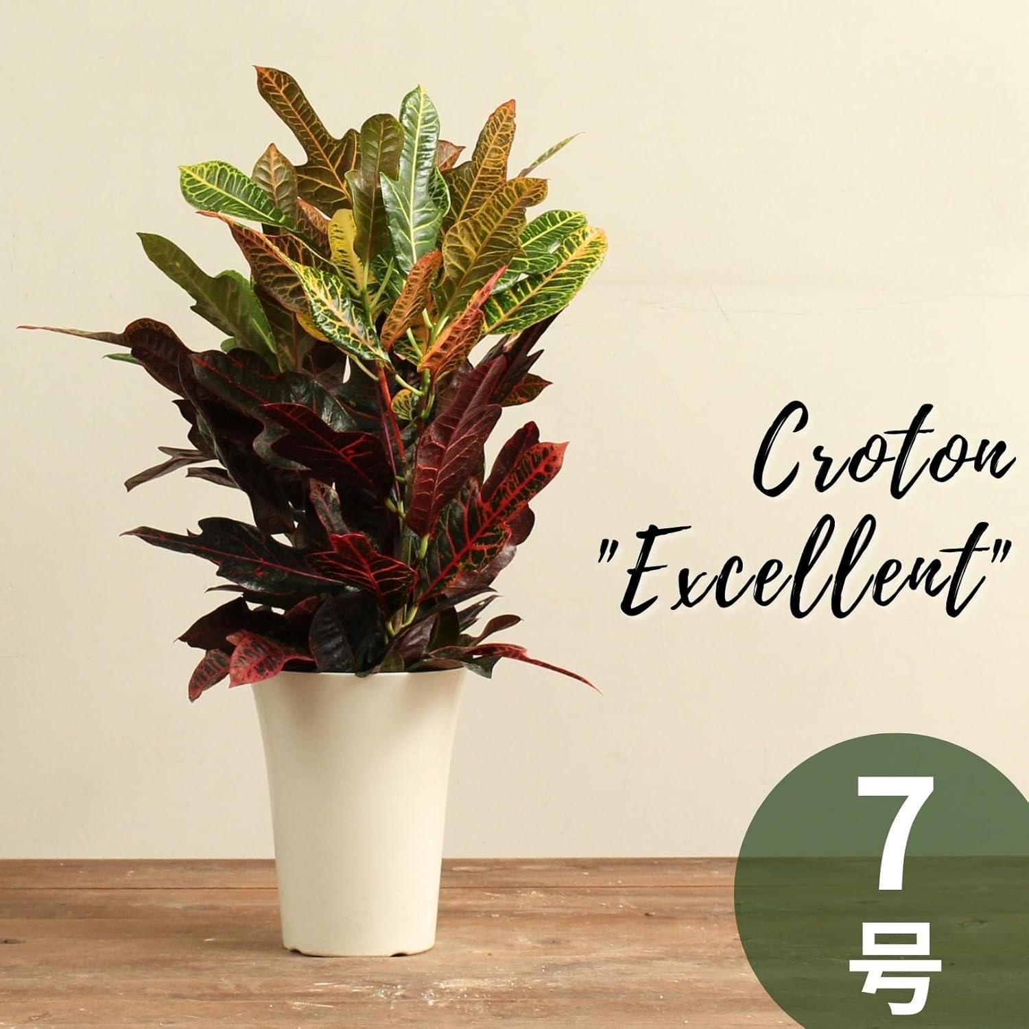 期間限定特価！☆メーカー価格より60%OFF!☆ クロトン 苗木 観葉植物