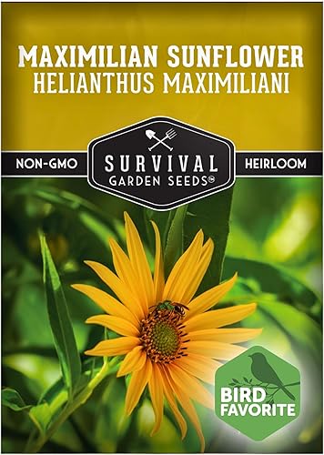 Survival Garden Seeds - Maximilian Sunflower (Helianthus maximiliani)  Gigante de pradera de 10 pies  Imán polinizador floreciente de otoño  Semilla