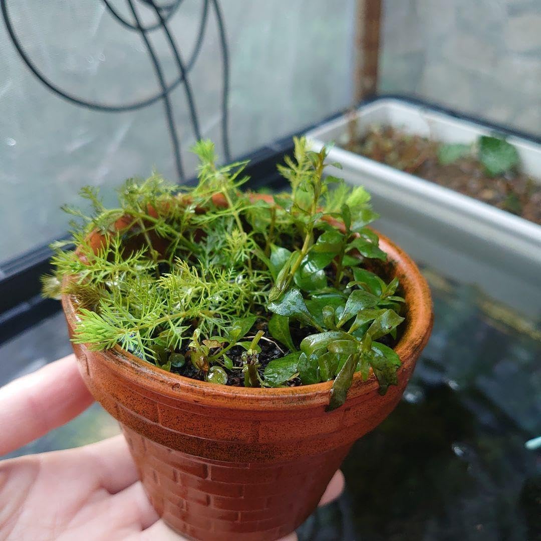 水草3種 寄せ植え 3.5号 素焼き鉢(水中〜半水中葉)