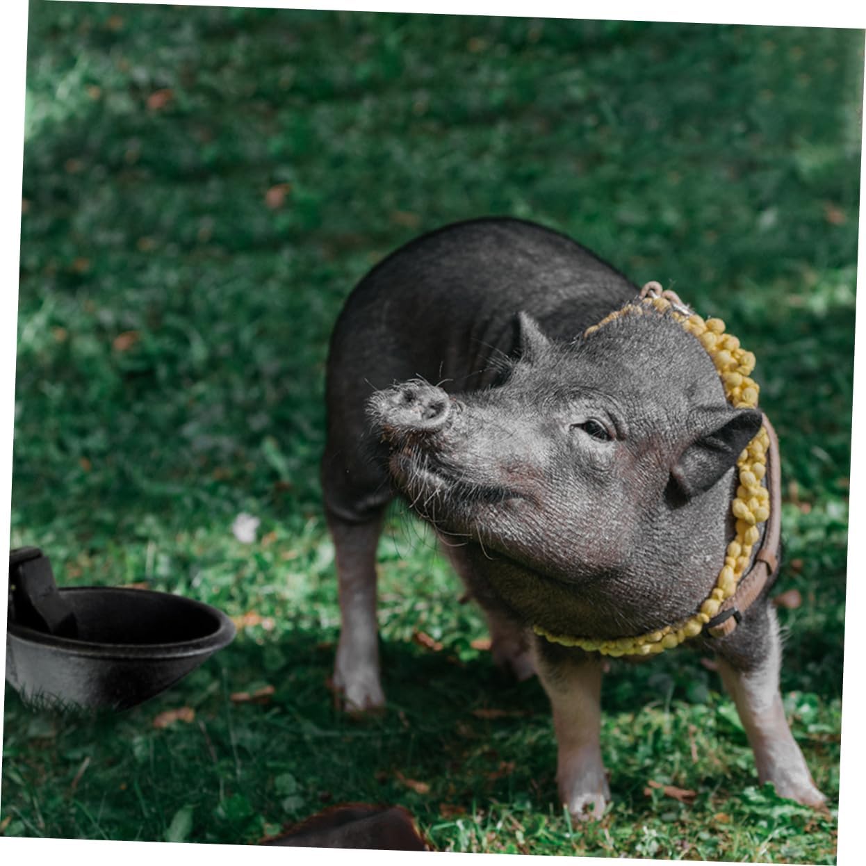 2pcs Automatic Pig Drinking Tool High Density Iron Feeder with Smooth Surface for Home Use Creative Water Feeder Design Convenient and Practical Animal Waterer for Farm Animals