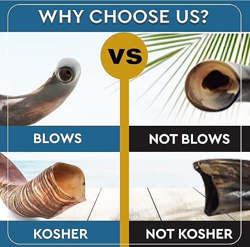 Miniatura 5 de Cuerno de Shofar judío  Un cuerno de Shofar Tamaño 27"-31"  Instrumento de cuerno Shofar más certificado del mercado entero  Chofares De Israel