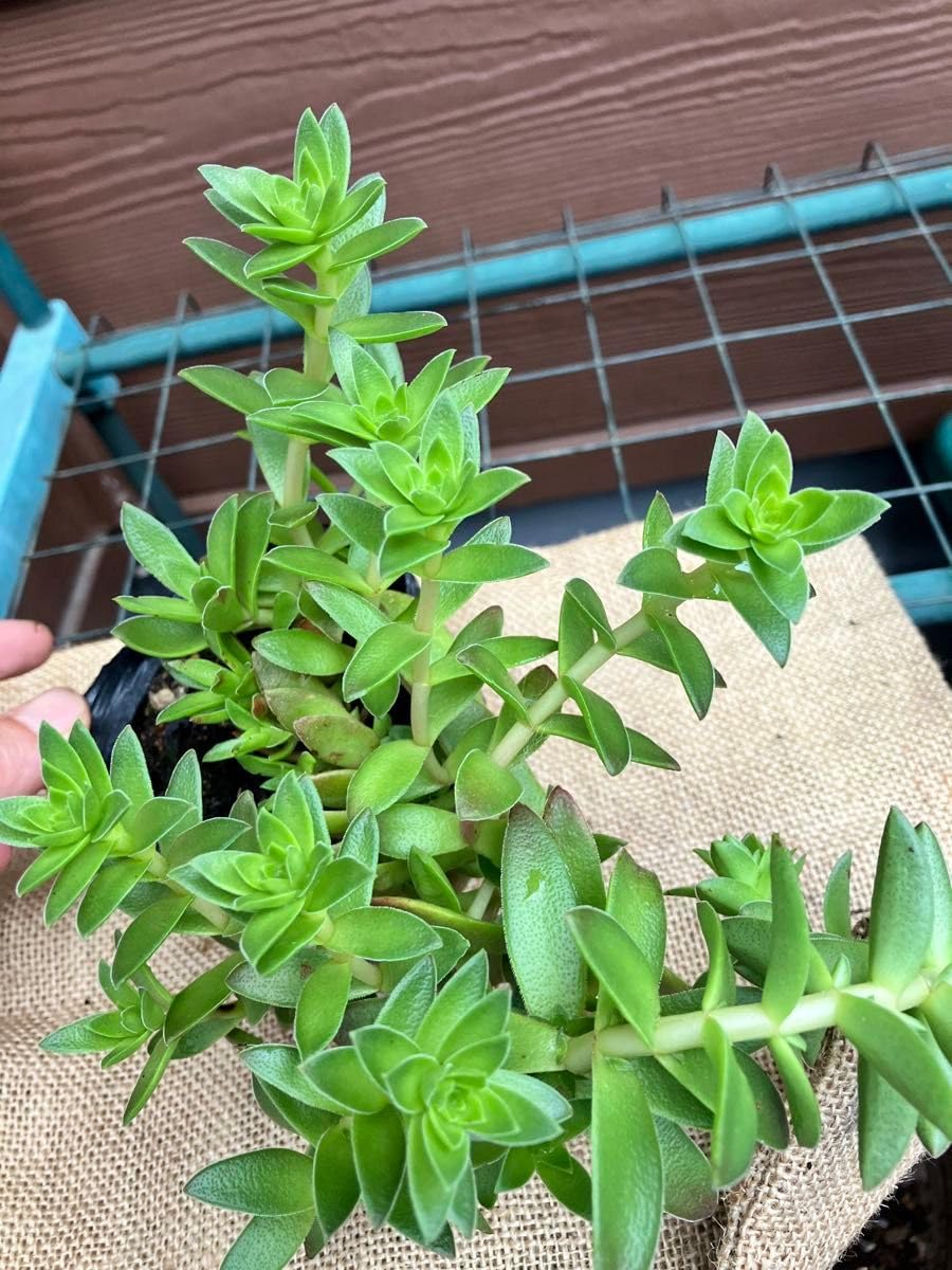 Amazon.co.jp: 紅葉祭り？抜き苗 ＋おまけ 多肉植物 セダム : DIY