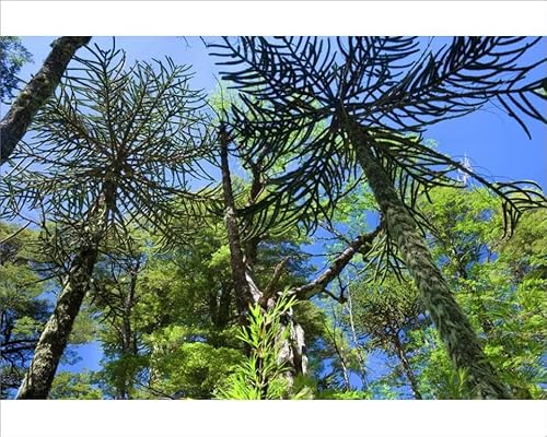 Media Storehouse Valdivian Temperate Rainforest Print - Monkey Puzzle Tree - Print 10x8 (25x20cm) (10531615)