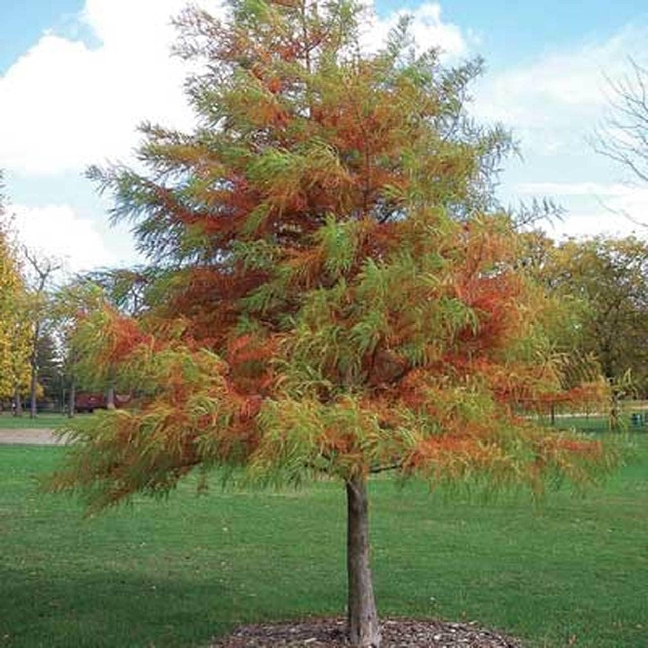 5 Bald Cypress Trees - 6-12'' Tall Live Plants - Evergreen Seedlings - Taxodium distichum - (5 Pack)