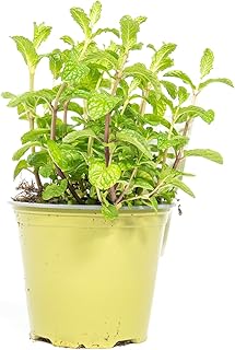 mgc24 Hugominze Lot de 3 plantes fraîches en pot de 14 cm de hauteur env. 10 cm