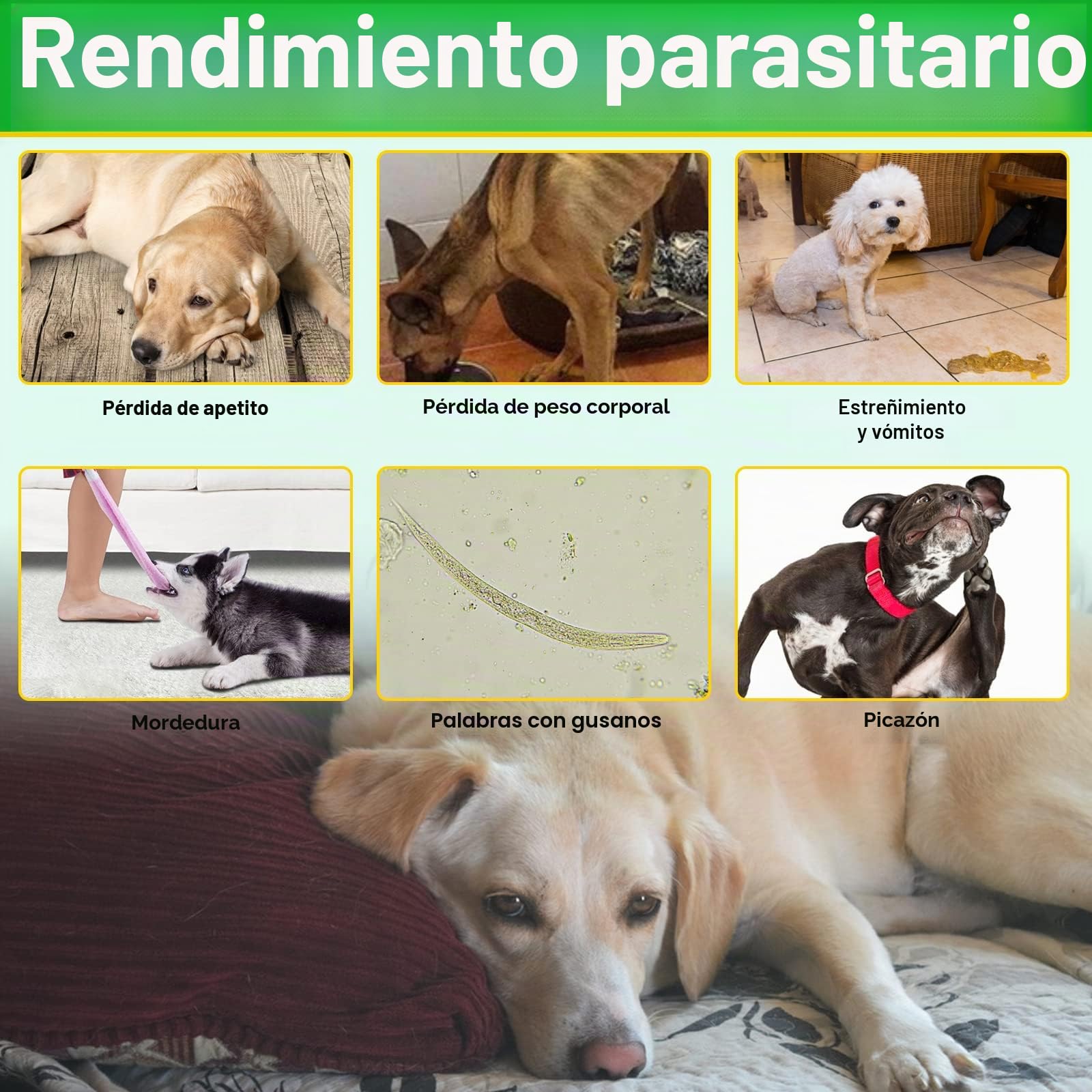 Comprimidos para la prevención de pulgas y garrapatas para perros, 150 piezas Suplemento de control de pulgas y garrapatas para perros - Pastillas orales suaves para pulgas para perros - Tratamiento