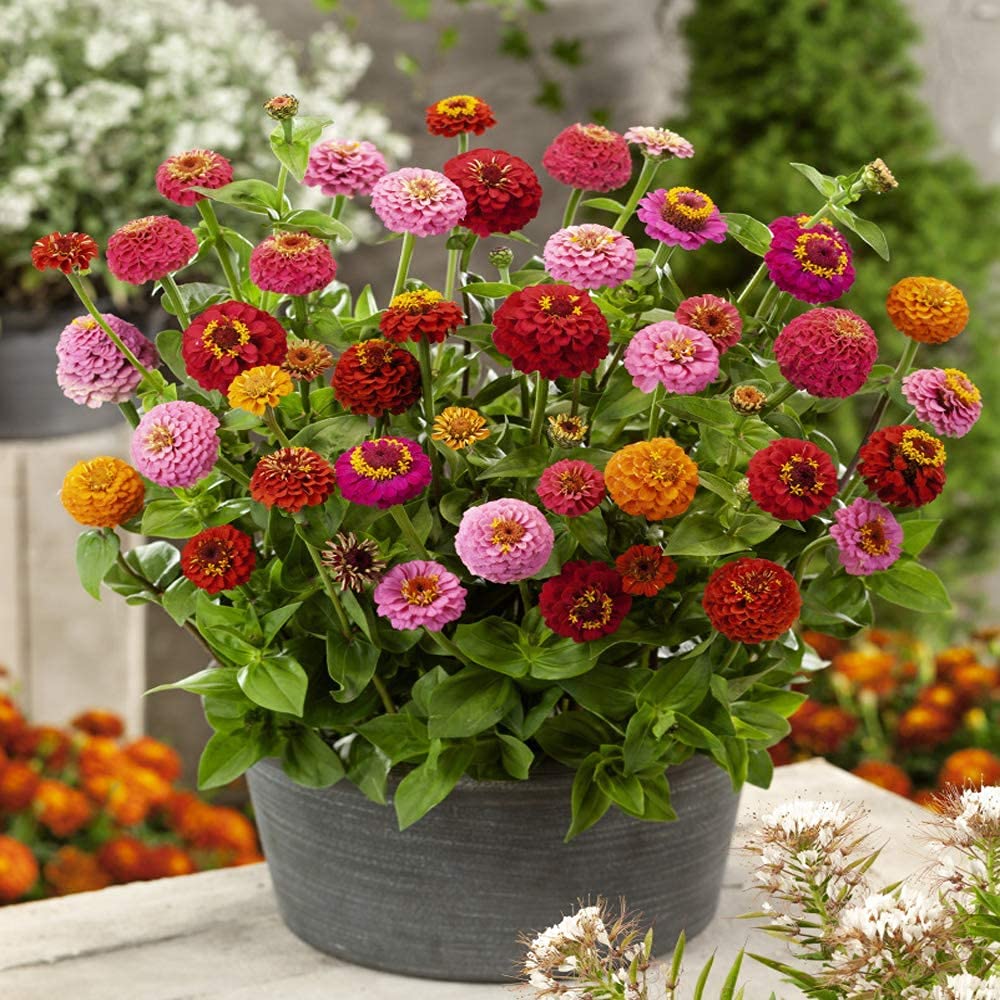 SRI SAI FORESTRY Zinnia Flower Seeds Hybrid with Double Flower Pack of 100 to 300 Seeds (B0BGCL96MT) Amazon Price History, Amazon Price Tracker