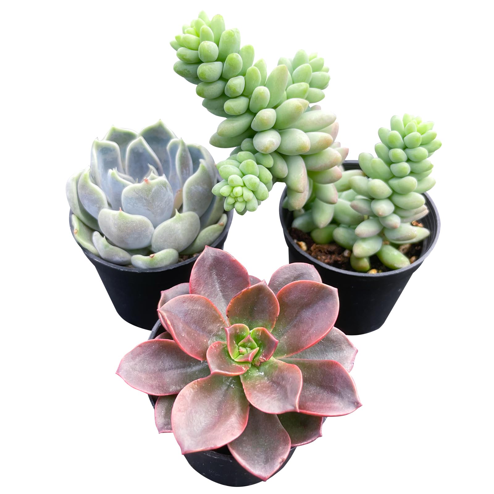 Sprout N Green Colorful Succulents Collection