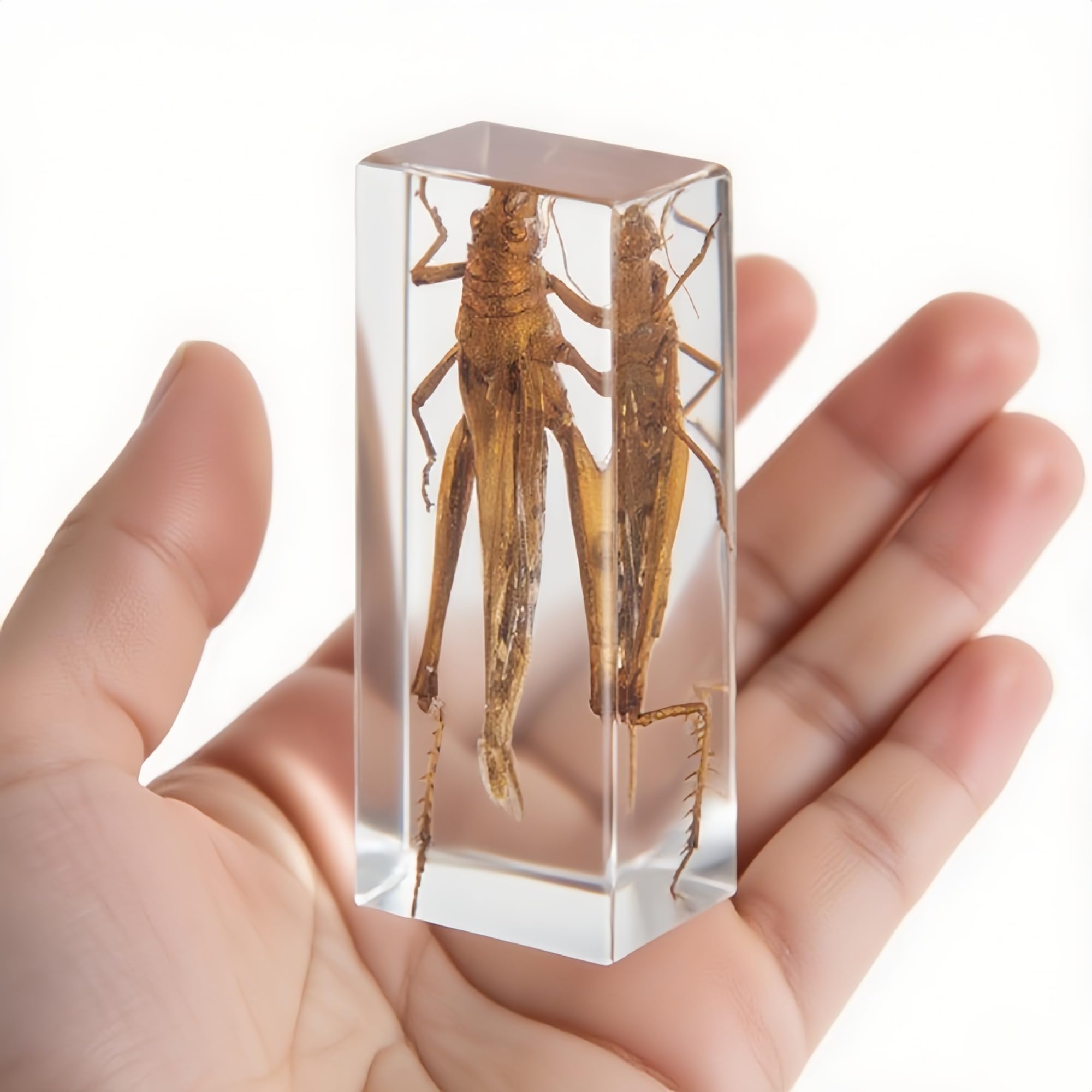 Criquet en résine transparente – Véritable spécimen d'insecte pour projets scientifiques, exposition de curiosités ou presse-papier unique