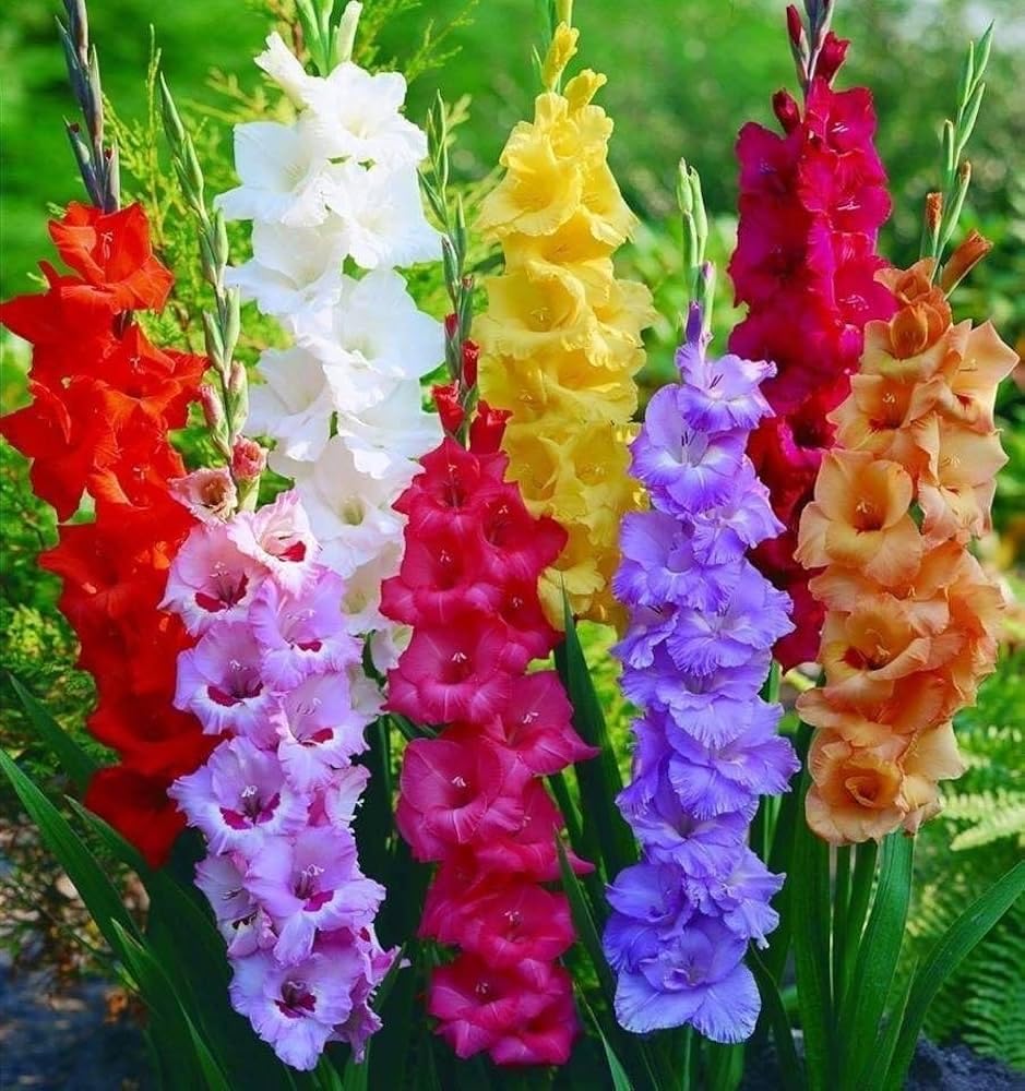 Mixed Color Gladiolus Flower Bulbs, Premium Garden Flowering Plants with Vibrant Red, Pink, Yellow, White Blooms for Home Garden Decoration (Pack of 5)-image-8