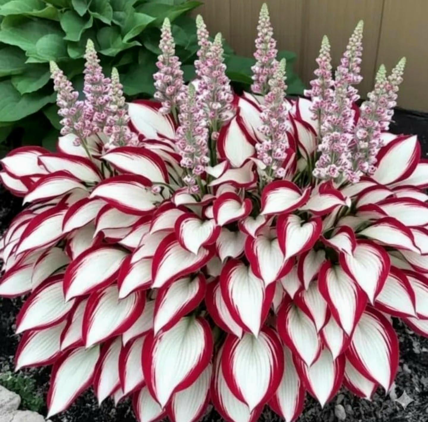 Hosta Flower Seeds - Grow Your Own Lush Garden -2 Hosta Flower Seeds - Grow Your Own Lush Garden -2
