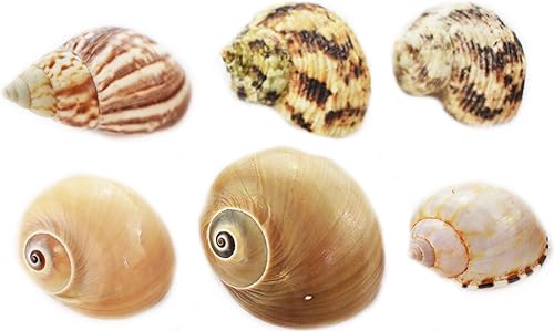 Set of 35 Hermit Crab Shells Assorted Changing Seashells Small 1/2"-2" Size (Opening Size 1/4" - 1") Mega Pack
