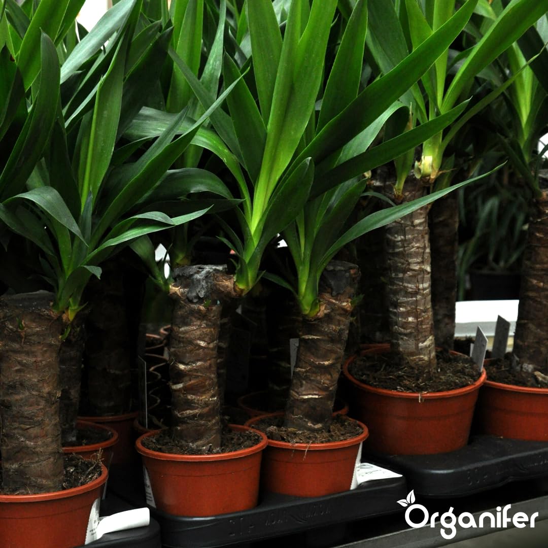 Flüssigdünger Für Yucca-Palmen - 10L - NPK 2-1-8 | Dünger Für Gesundes Wachstum Und Starke Pflanzen - Fördert Wurzeln Und Widerstandskraft - Organifer