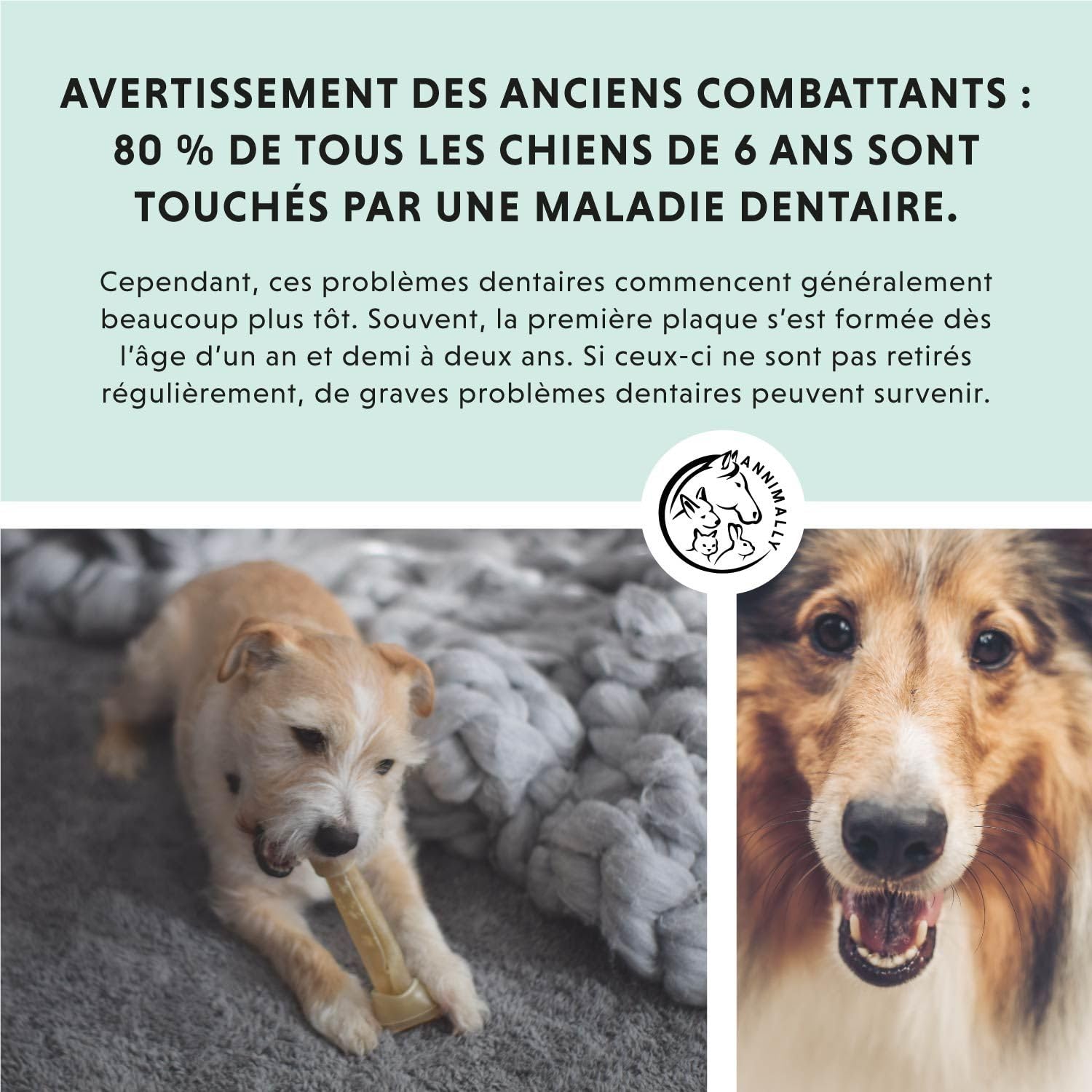 Poudre de soin dentaire pour chiens | Anti-tartre pour chiens - Nettoyage dentaire naturel et particulièrement efficace contre les dents jaunes, la mauvaise haleine et la plaque (350 g XL)