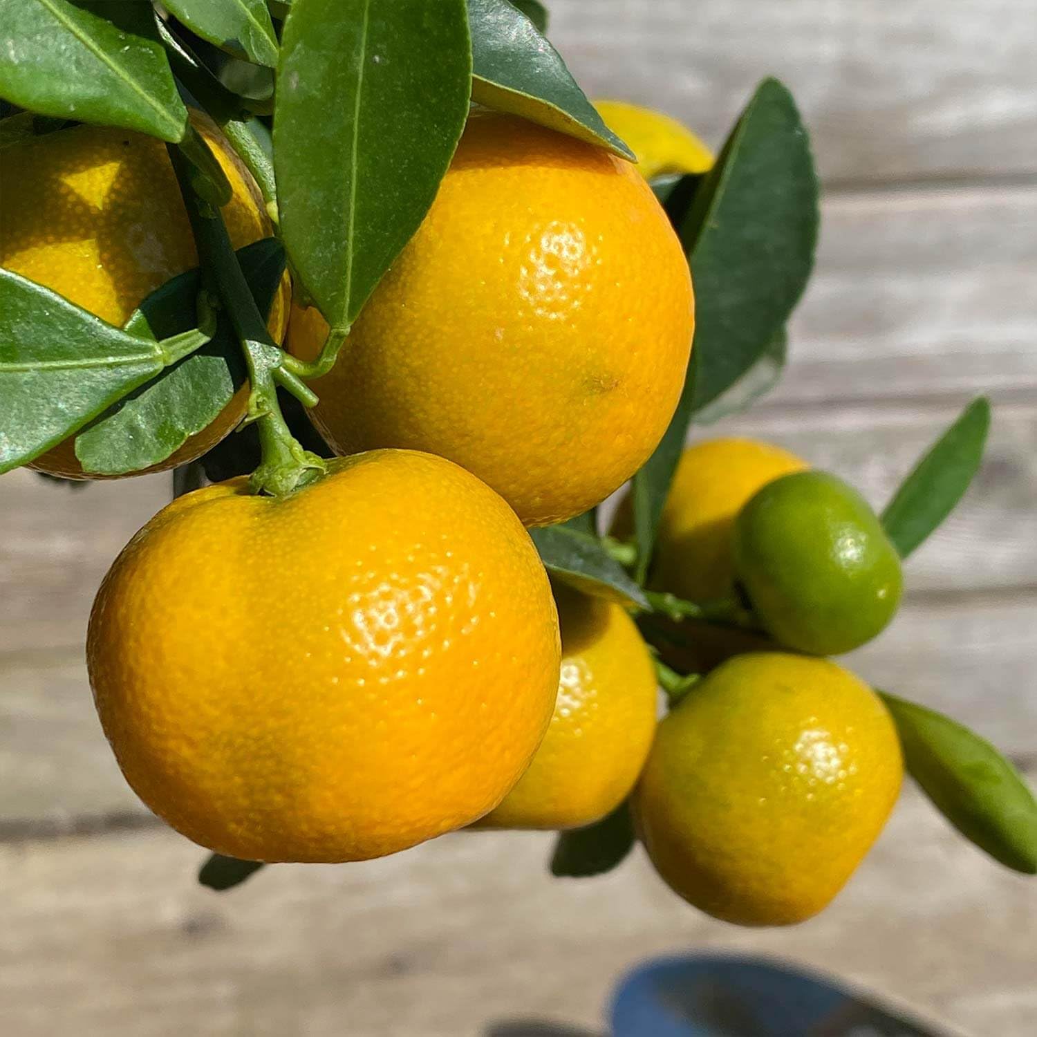 Bloomify® Calamondin-Orangenbaum "Carmen" | 70 bis 100 cm große selbstbefruchtende Calamondin Pflanze | pflegeleichter Calamondin Baum für Topf oder Kübel | schöne Blüten, aromatische Früchte