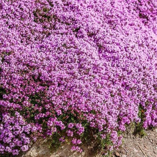 6000 Purple Magic Carpet Creeping Thyme Seeds for Planting Perennial