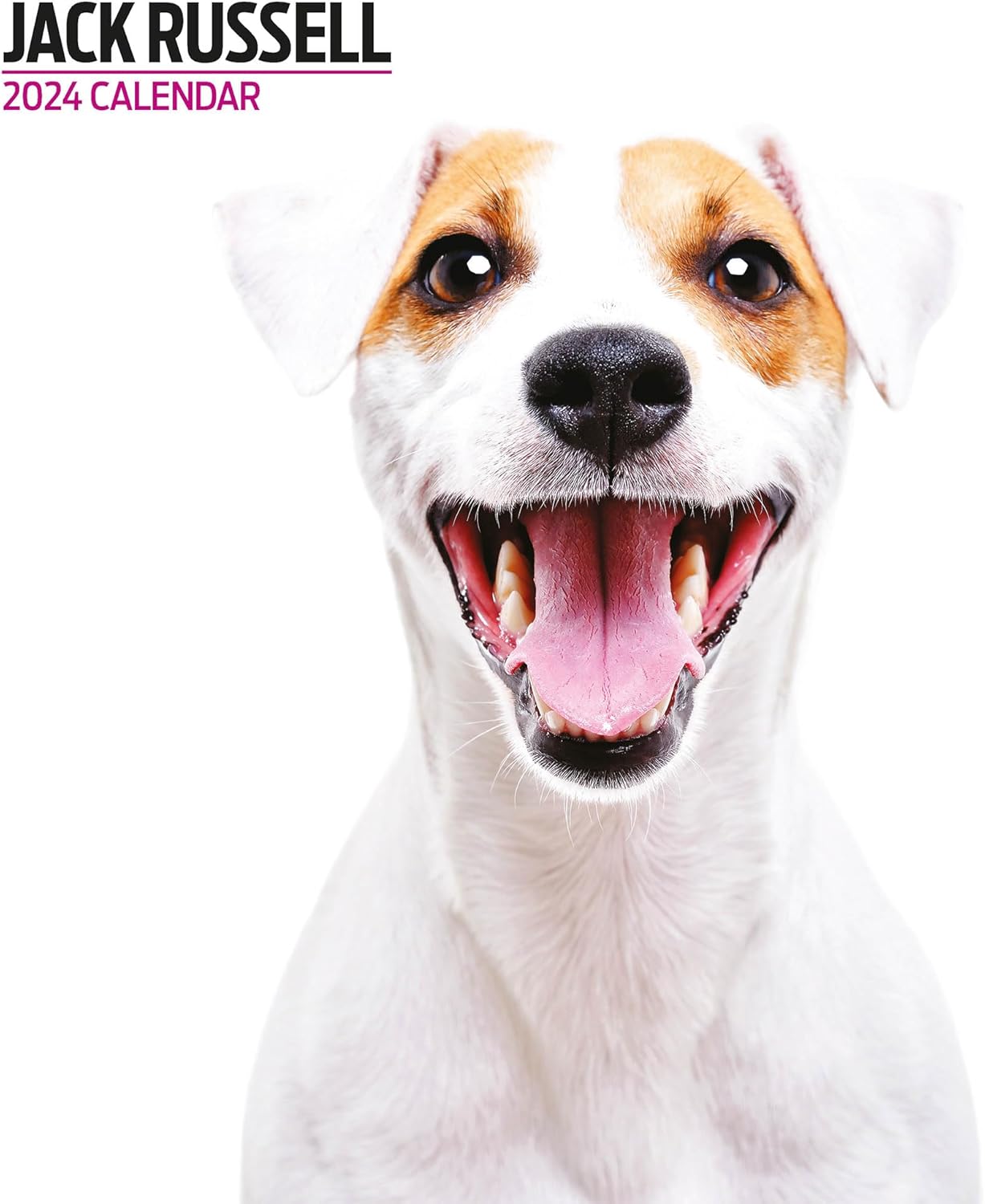 Calendario moderno 2024 di Jack Russell Amazon.it Cancelleria e