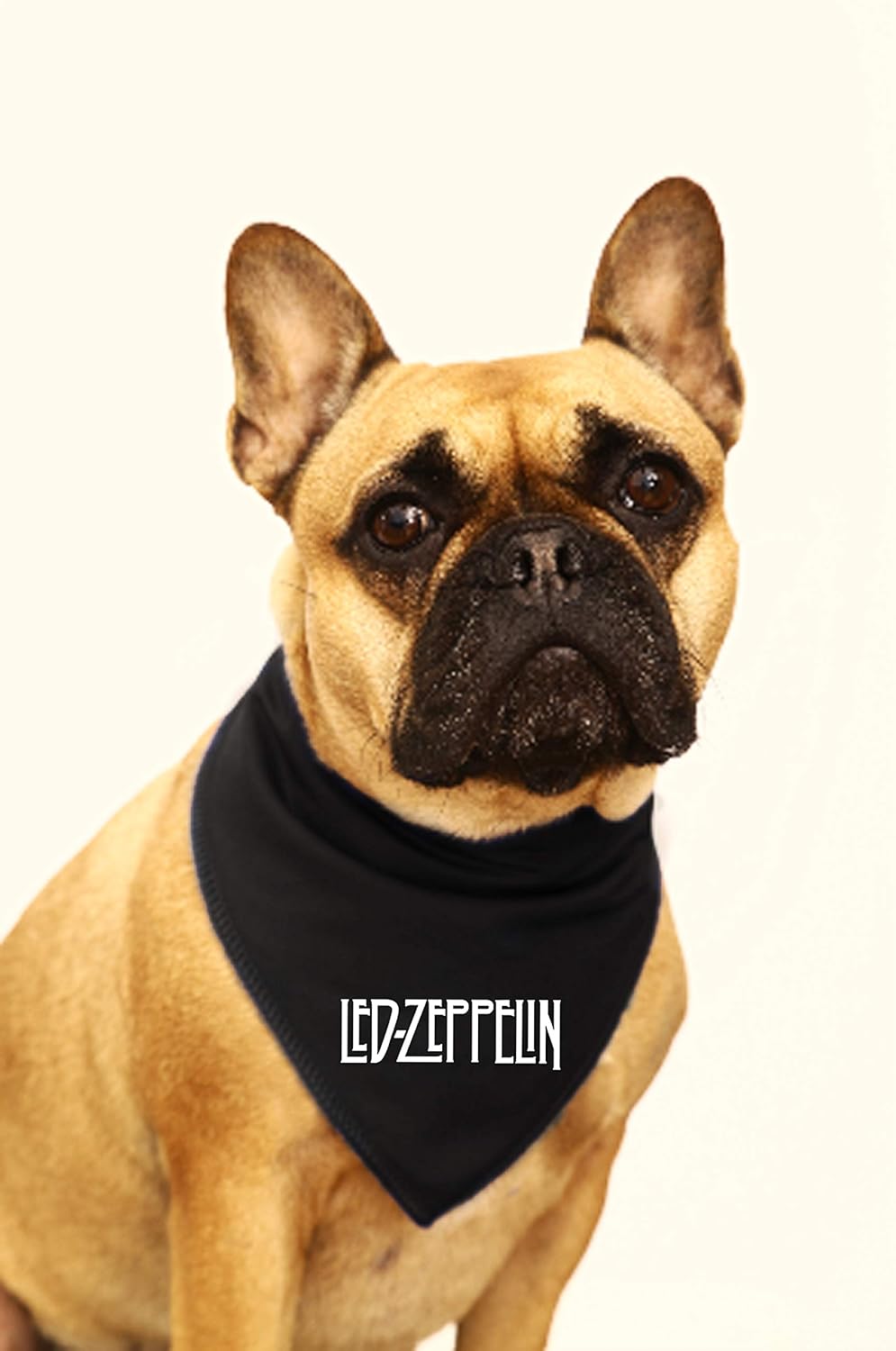 led zeppelin dog collar