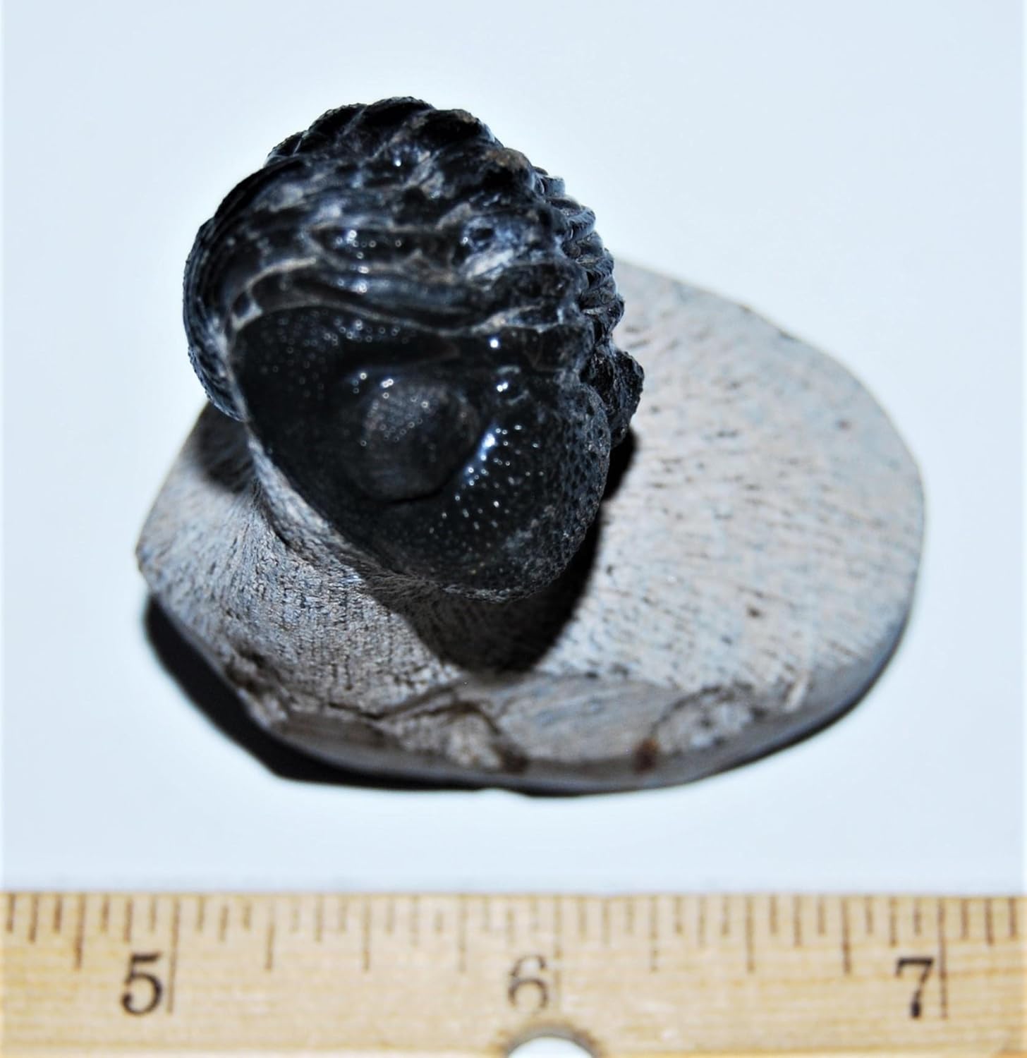 Phacops Trilobite Fossil Morocco 390 Million Years Old #13814 10o