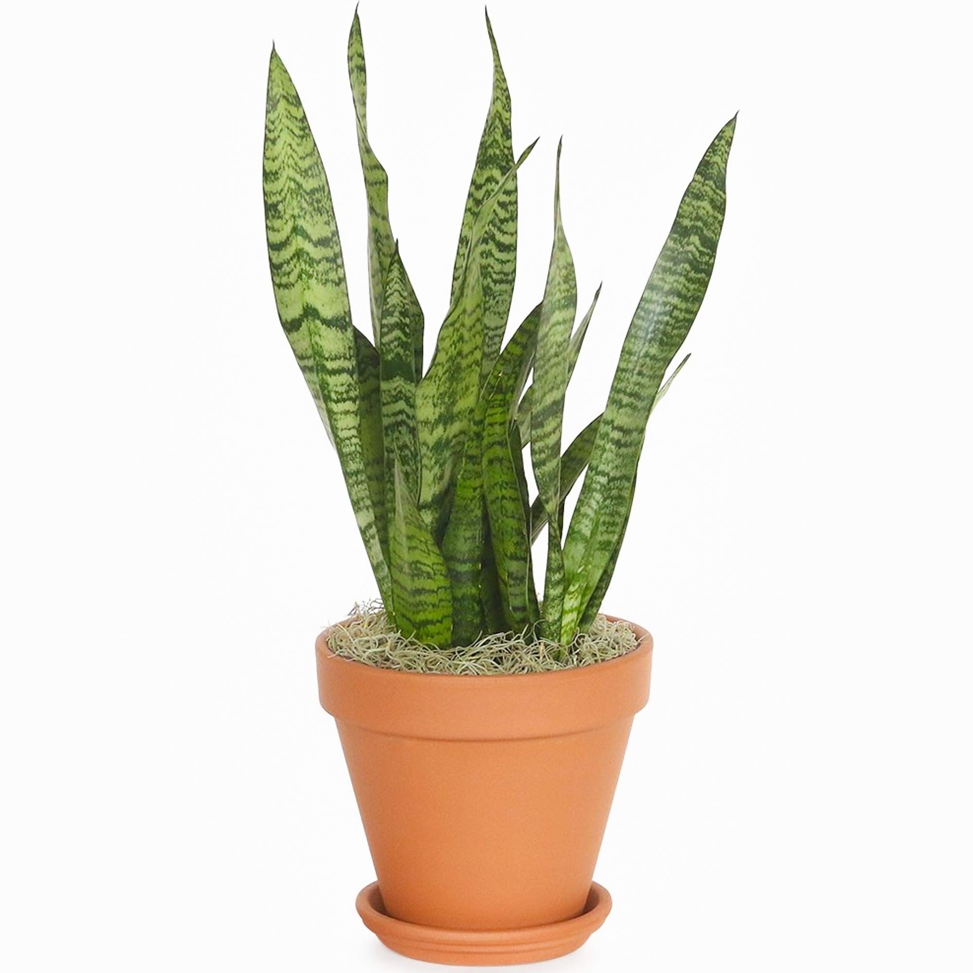 Sansevieria Black Coral 30-40 cm en pot Langue de Belle-mère