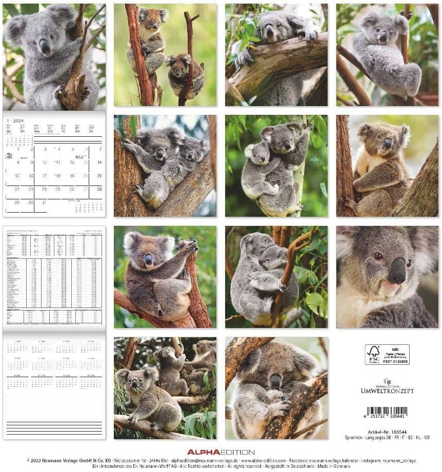 Koalas 2024 Brochure Calendar 30 x 30 cm (30 x 60 Open) - Calendar with Space for Notes - Koala Bears - Picture Calendar - Wall Planner - Bear Calendar