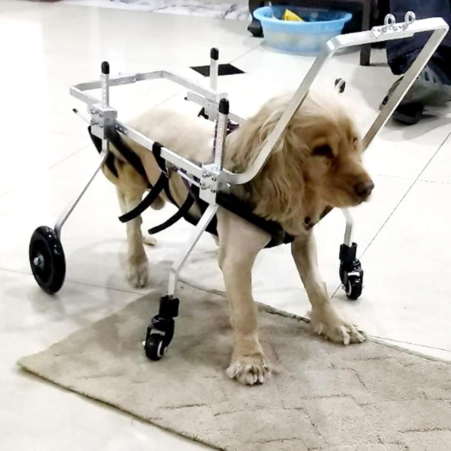 Silla de ruedas para perros pequeños y gatos: paseos activos en talla XXS
