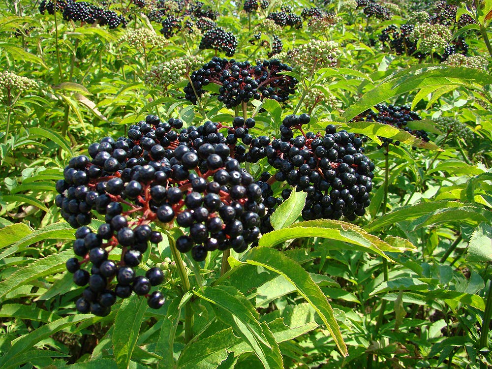 100 seeds - Elderberry - fresh this season's harvest from my garden very healthy