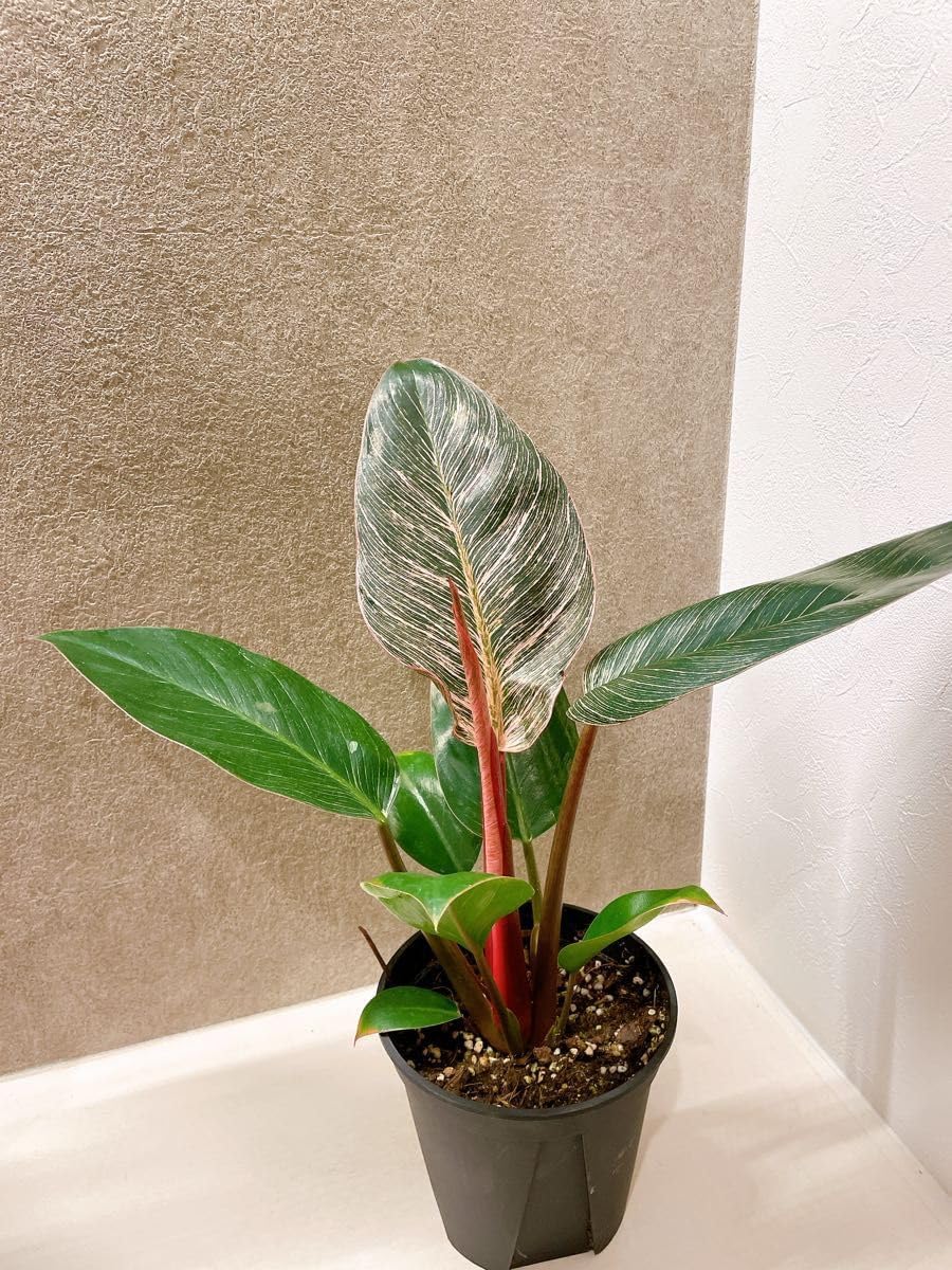 現品】オリーブ ネバディロブランコ 7号 黒鉢 （2） 7号鉢サイズ