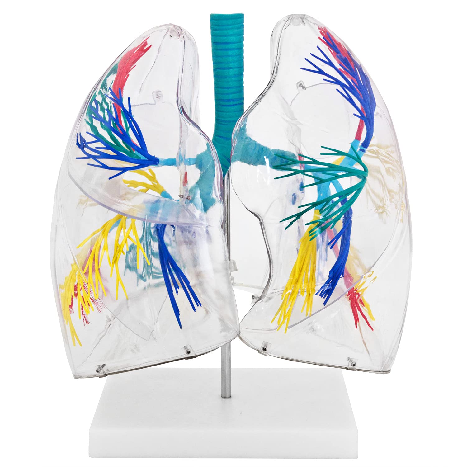 Anatomie Modell transparent Lunge des Menschen Anatomiemodell menschlicher Körper Anatomisches Menschliches Lungenmodell menschliche Atmungssystem Modelle MedMod
