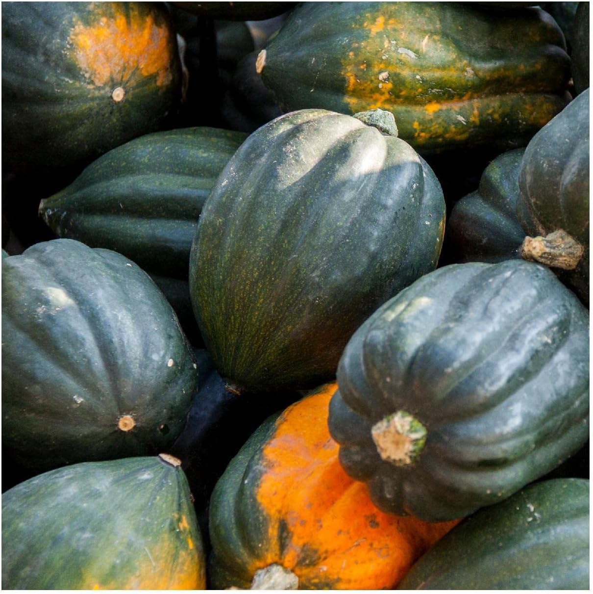 Everwilde Farms - 1 Lb Table Queen Acorn Winter Squash Seeds - Gold Vault