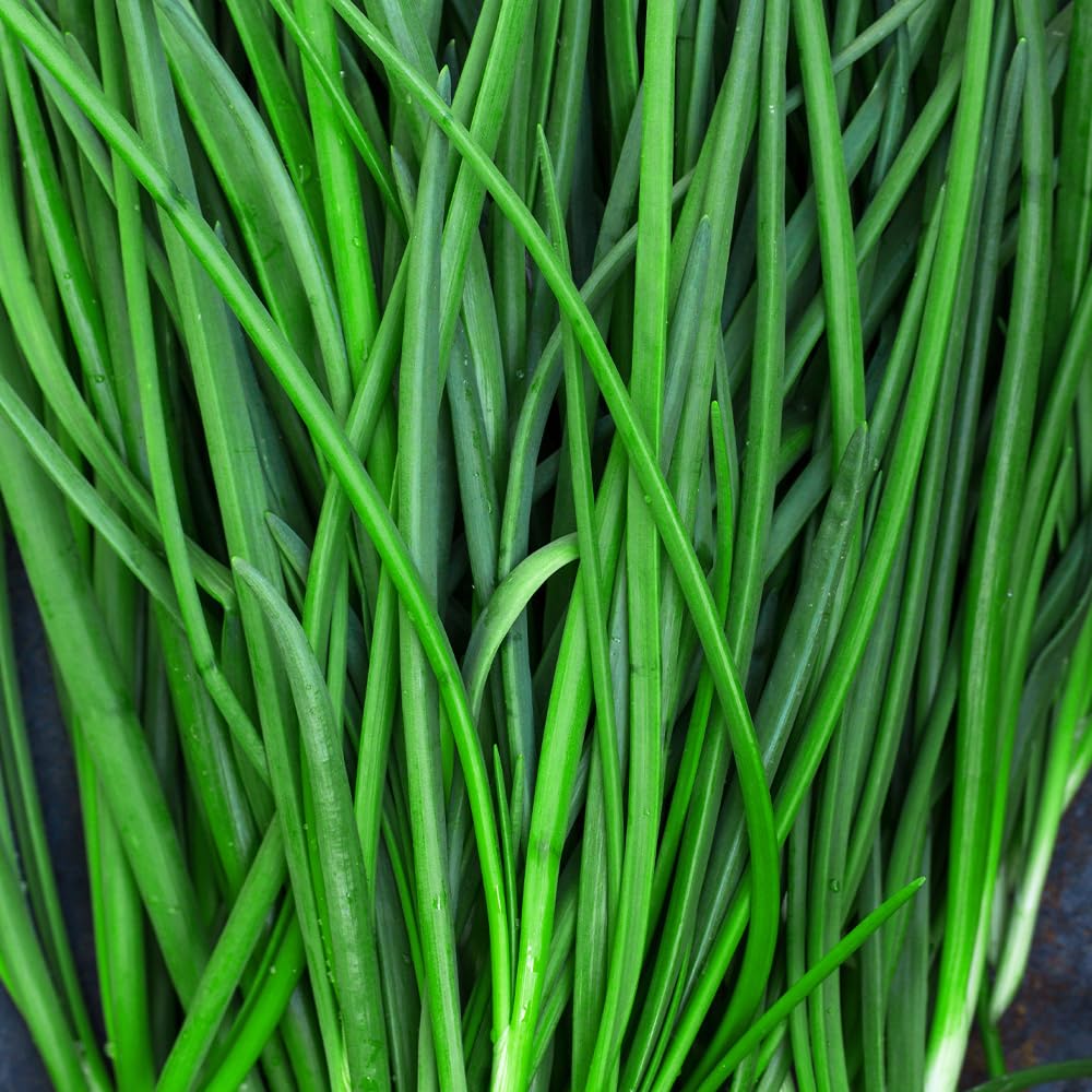 Garlic Chives Seeds โ Decorative, with a Versatile, Mild Garlic Flavour โ Hardy Perennial โ for Your Beautiful Kitchen Garden