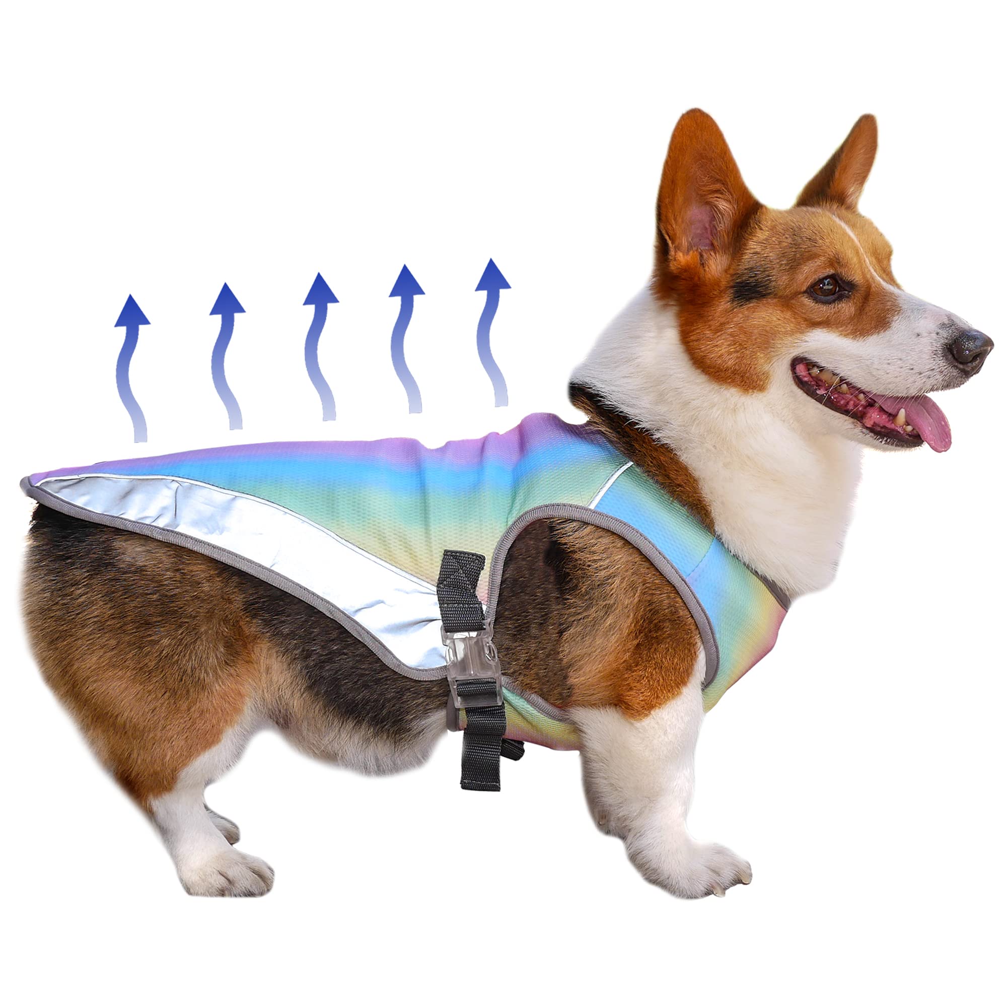 Can Yorkies Tolerate Heat