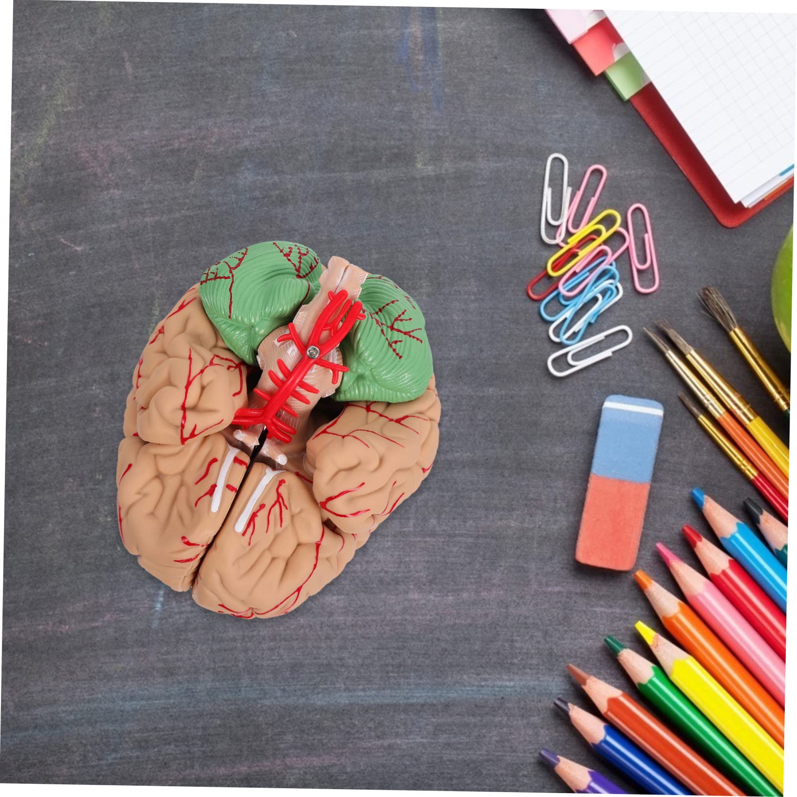 Cabilock 1pezzi Modello Anatomico del Cervello Umano Visualizzazione Scientifica Realizzato Materiali di Buona Qualità Adatto per Istruzione Prescolare e Studi Medici