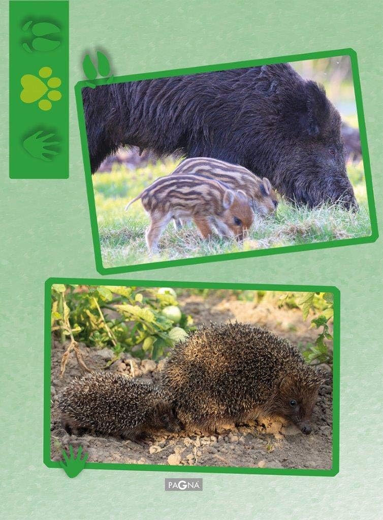 PAGNA 21608-15 Elasticated Folder A4 Polypropylene Forest Animals 3 Flaps