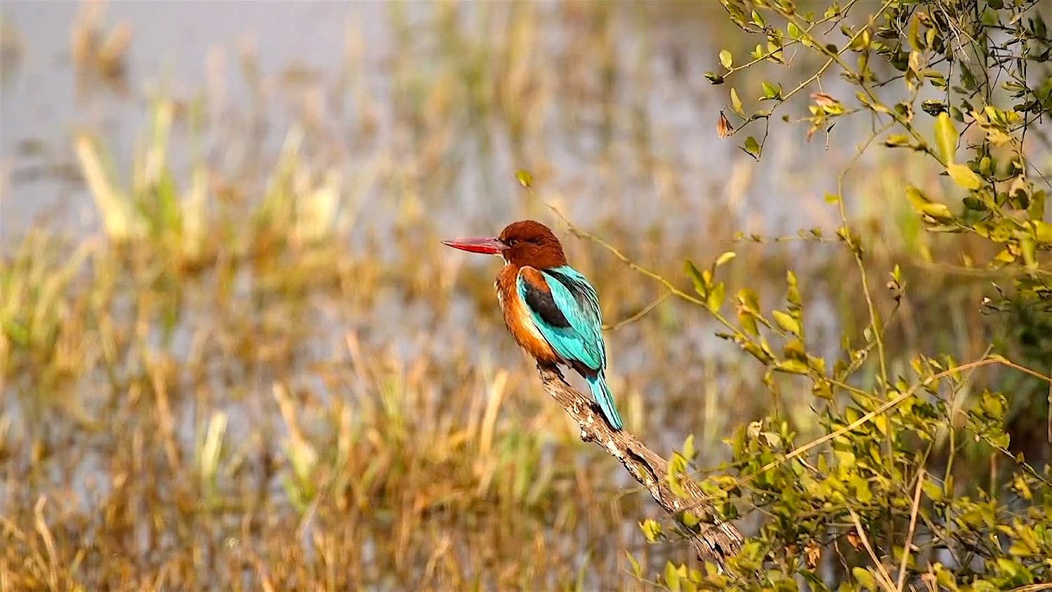 Nature Walk DVD - Tropical Bird Safari - for Indoor Walking, Treadmill and Jogging Workouts image 5