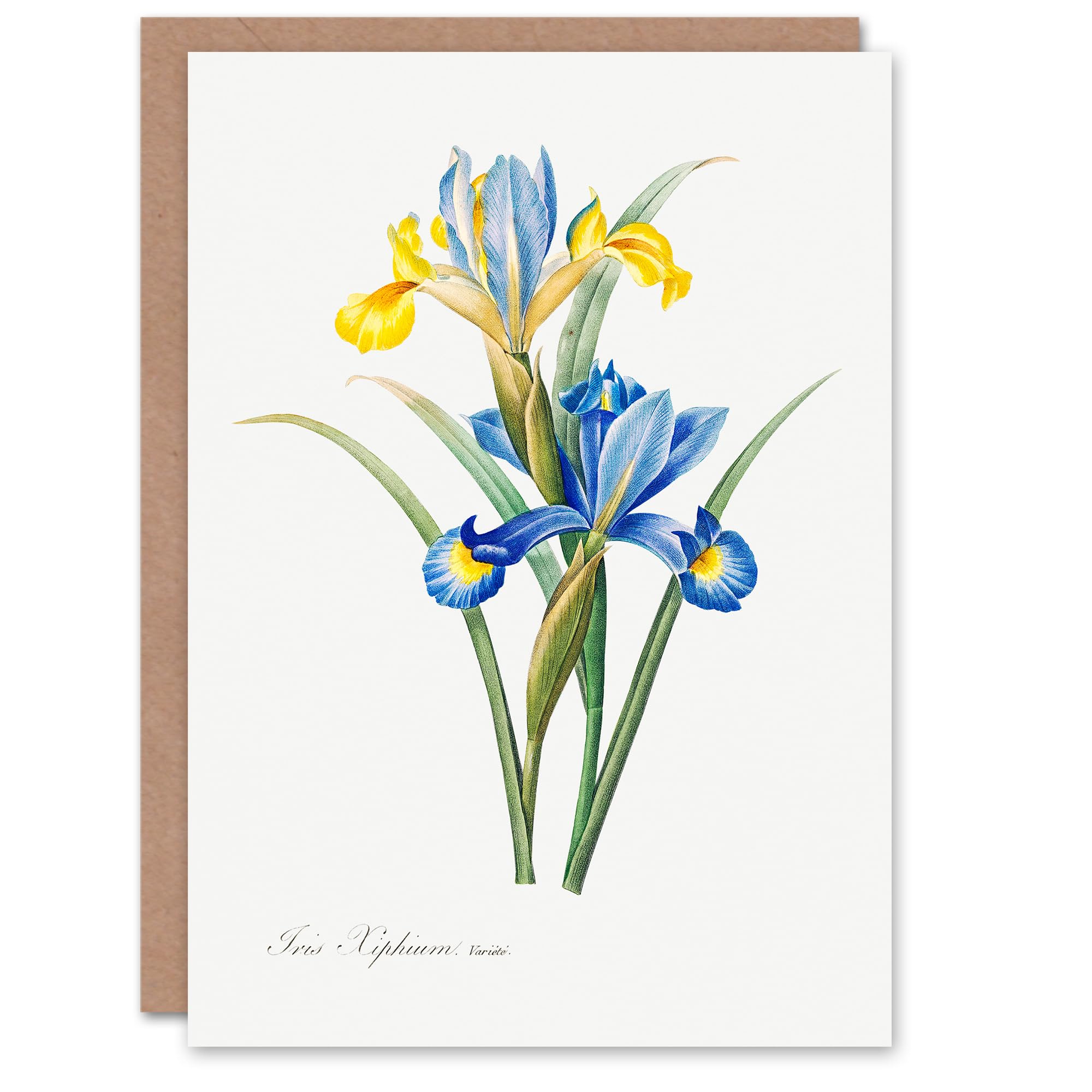Artery8 Pierre-Joseph Redouté Art Card Spanish Iris Vintage Botanical Illustration
