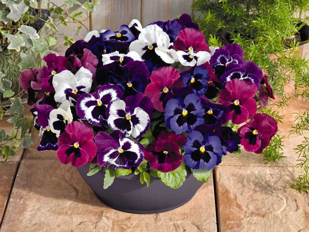 See full amazon price history chart for SRI SAI FORESTRY Pansy mixed color flower seeds for Home Garden terrace Apartments balcony Pack of 100 SRI SAI FORESTRY Pansy mixed color flower seeds for Home Garden terrace Apartments balcony Pack of 100 (B094ZTH6YK) Amazon Price History, Amazon Price Tracker
