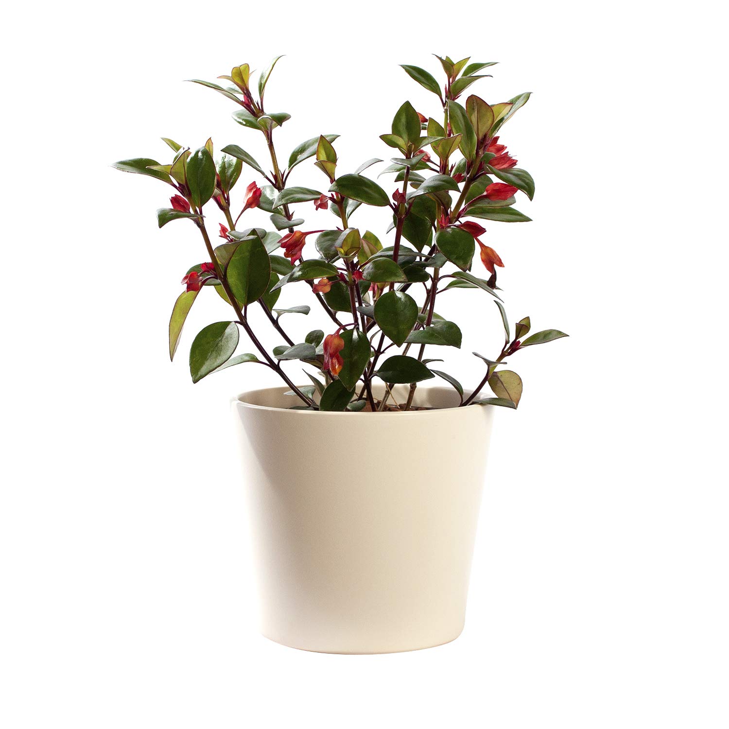 Leicht zu pflegende Zimmerpflanze in Hydrokultur von Botanicly: Kussmulchen   in Hydrokulturtopf creme  Hhe: 5 cm  Hypocyrta Glabra : Amazon.de:  Garten
