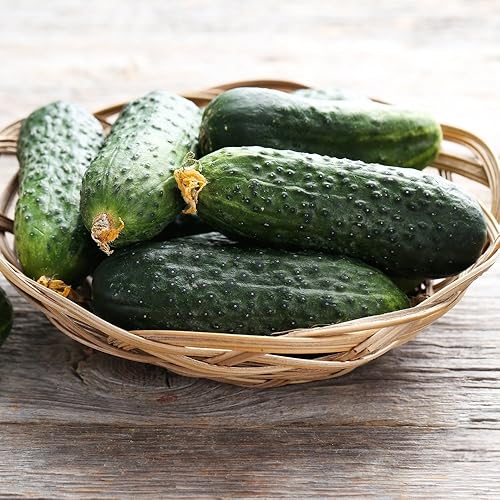 Miniatura 6 de Semillas Campeón de arbustos de pepino - Polinizado abierto - Vegetales tradicionales - Sin OMG