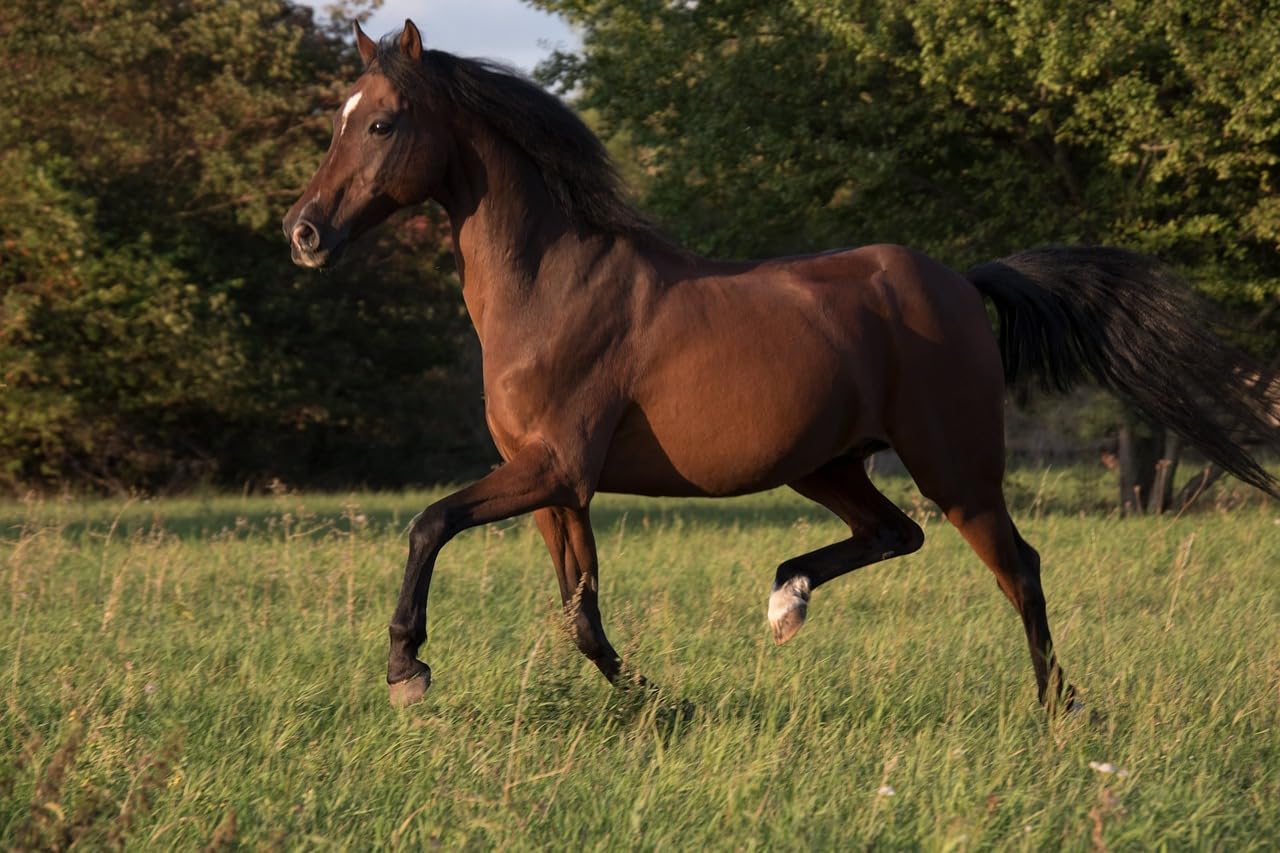 Scheidler horse-direkt Reiskeimöl 10 Liter Kanister Für Pferde – Kann den natürlichen Muskelaufbau unterstützen - Einzelfuttermittel für Tiere