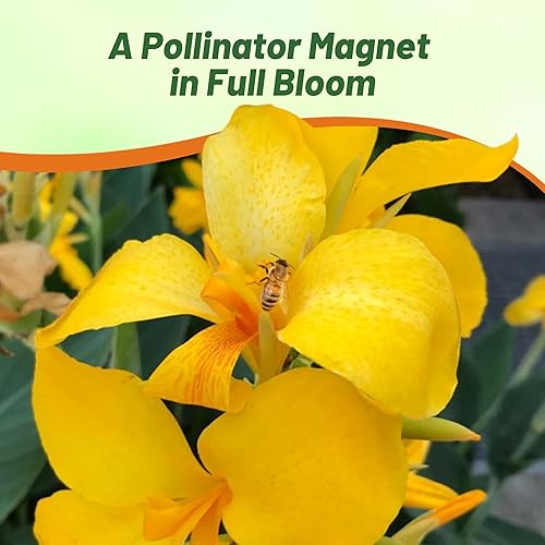 Miniatura 5 de Outsidepride Semillas de flores amarillas de lirio de cana, 20 piezas de semillas perennes para plantar al aire libre con flores coloridas para